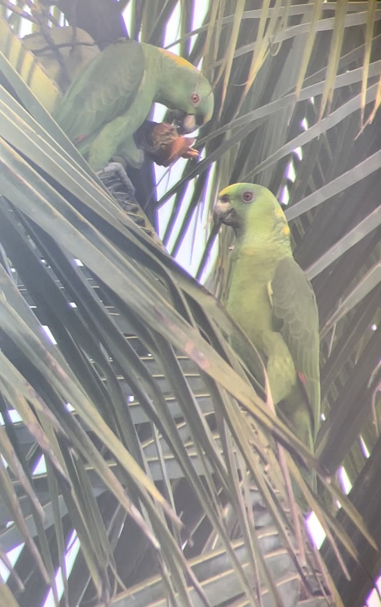 Yellow-naped Parrot - ML610419831