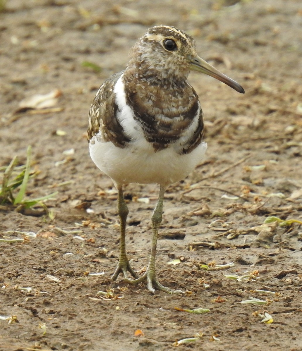 Australian Painted-Snipe - ML610419837