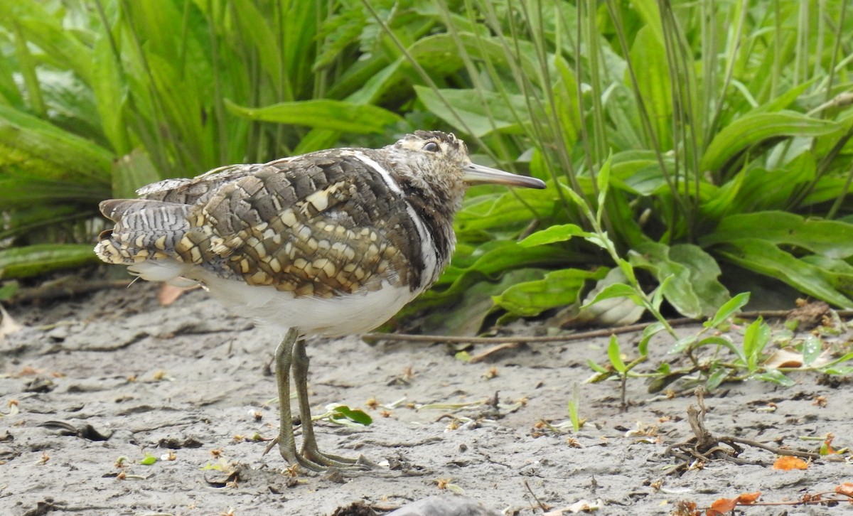 Australian Painted-Snipe - Jamie B