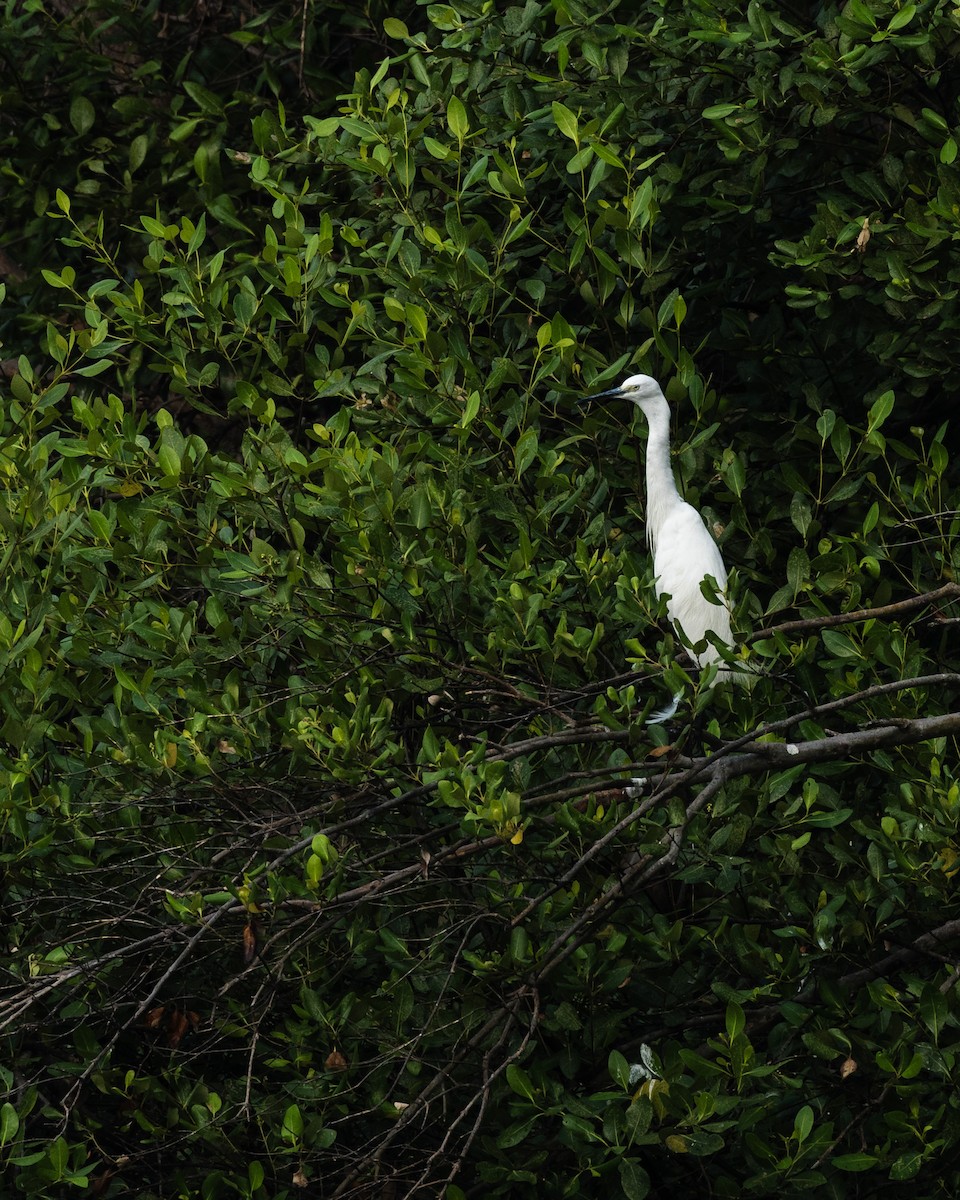 Little Egret - ML610419934