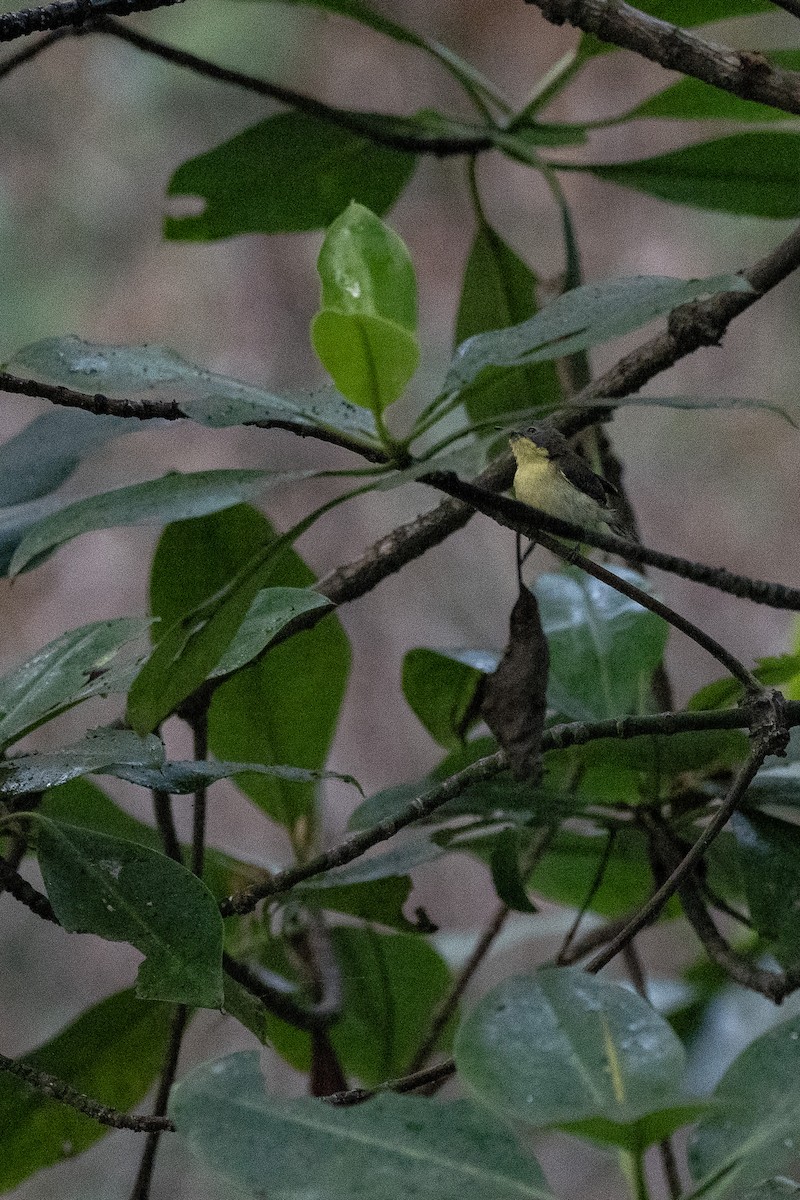 Golden-bellied Gerygone - ML610419935