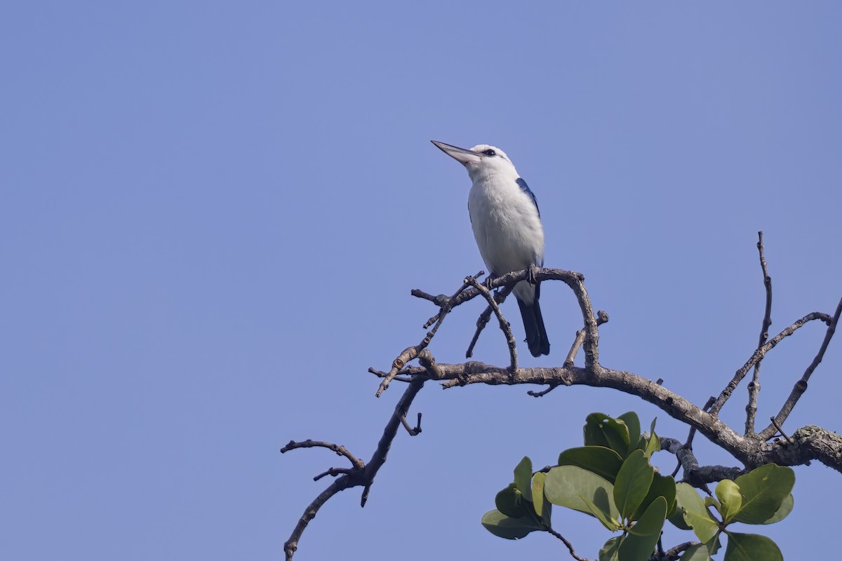 Beach Kingfisher - ML610420038