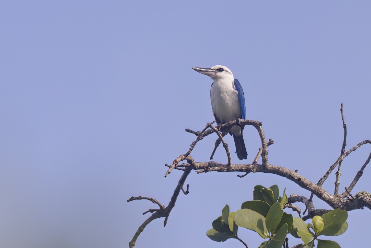 Beach Kingfisher - ML610420039