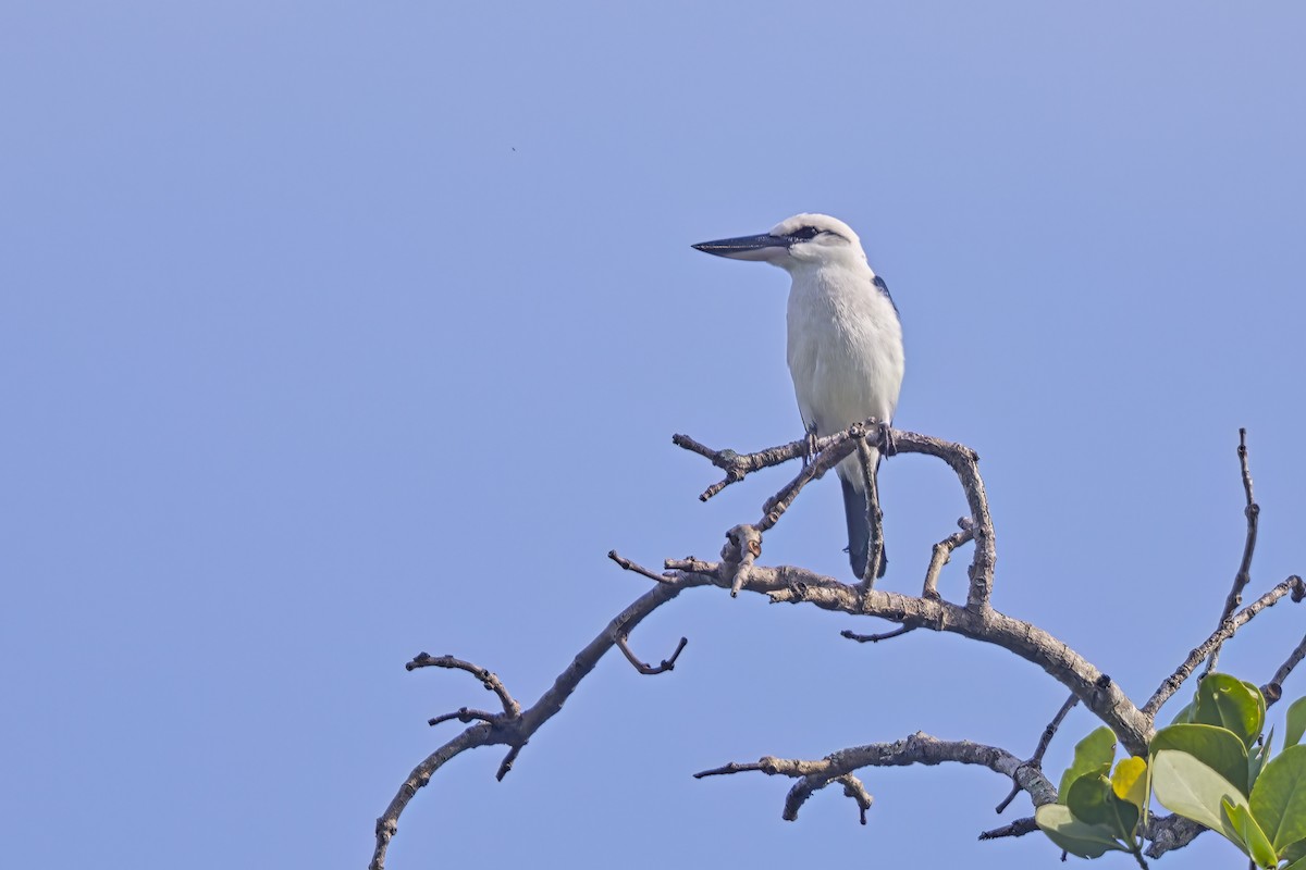 Beach Kingfisher - ML610420040