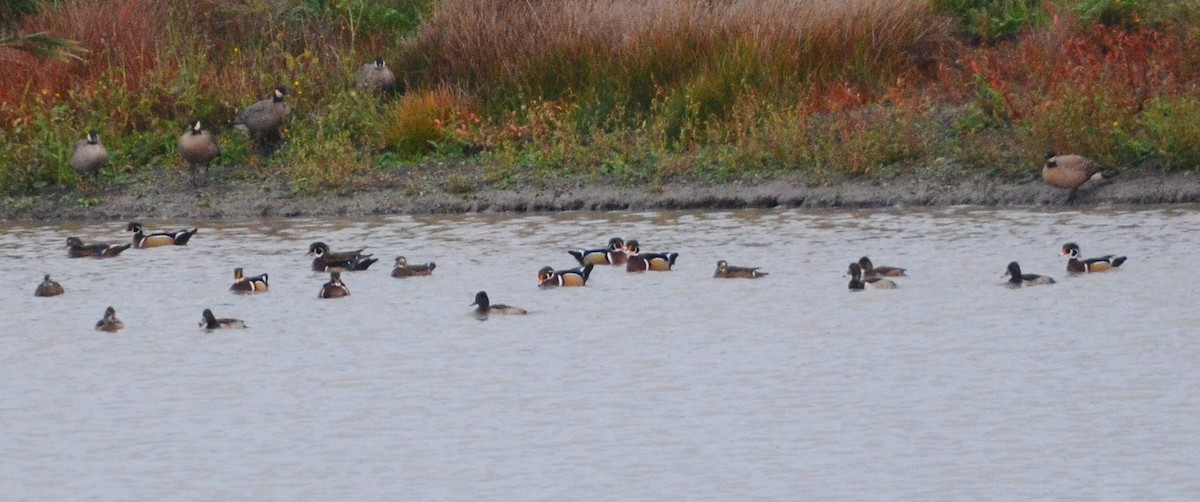 Wood Duck - ML610420065