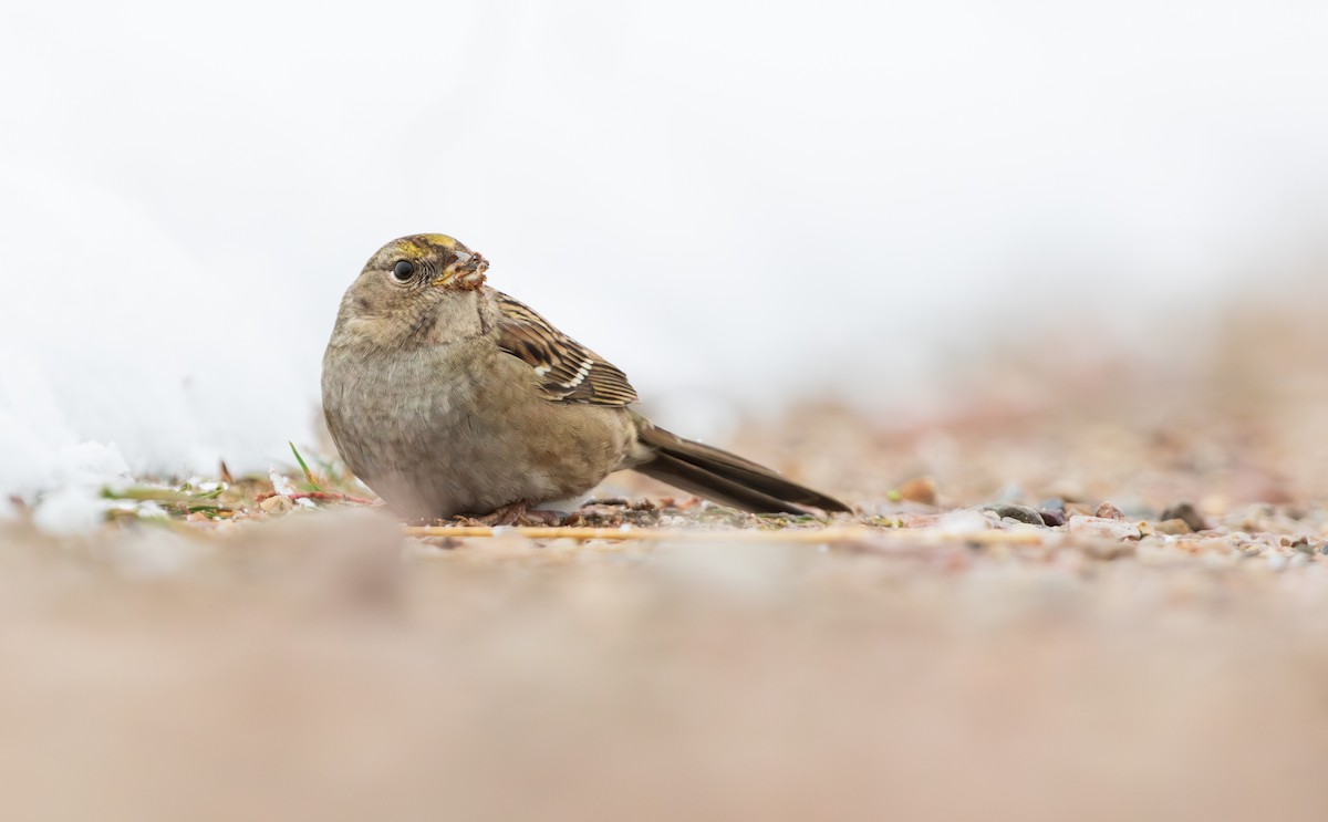 Golden-crowned Sparrow - ML610420097
