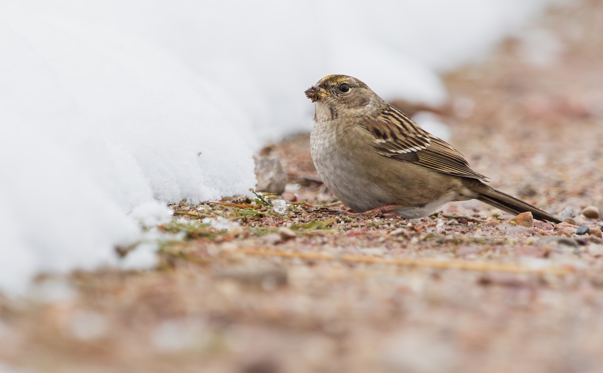 Golden-crowned Sparrow - ML610420102