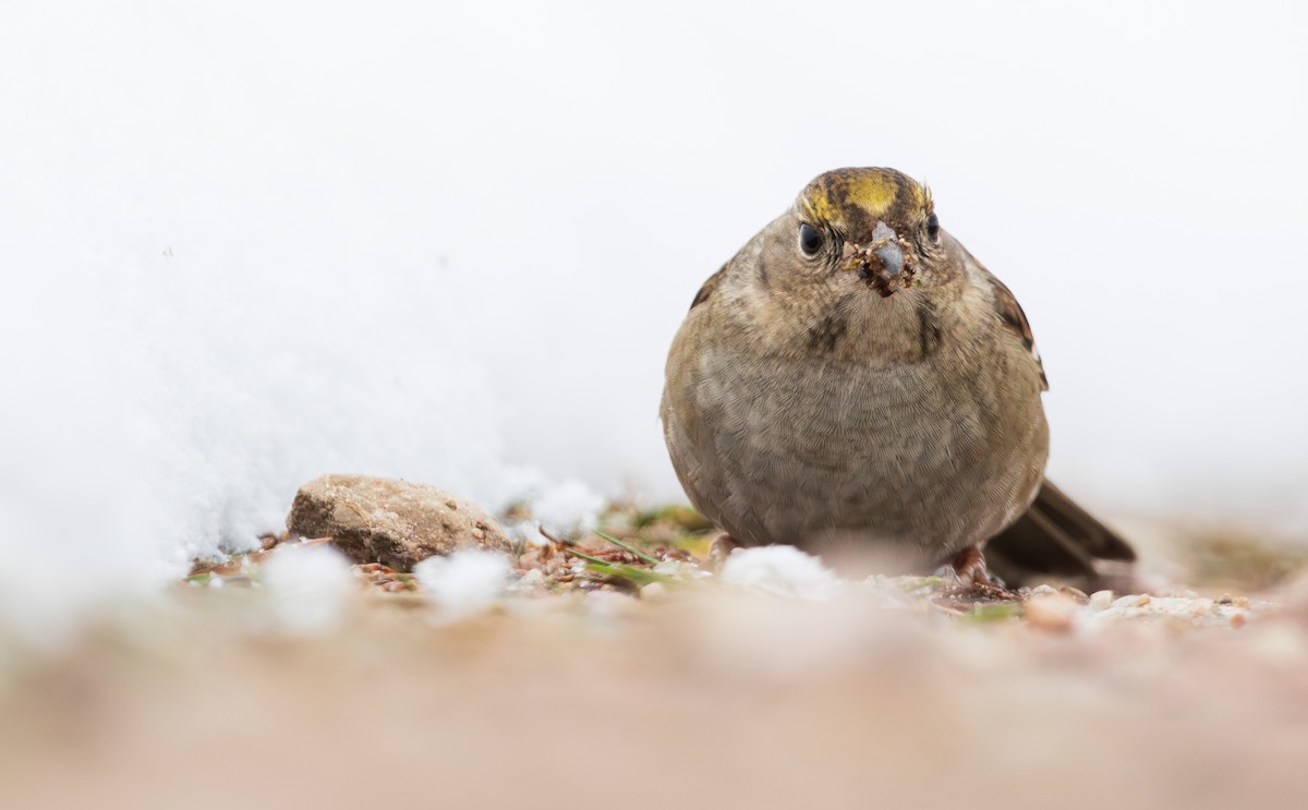 Golden-crowned Sparrow - ML610420104