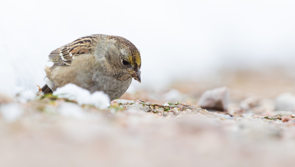 Golden-crowned Sparrow - ML610420109