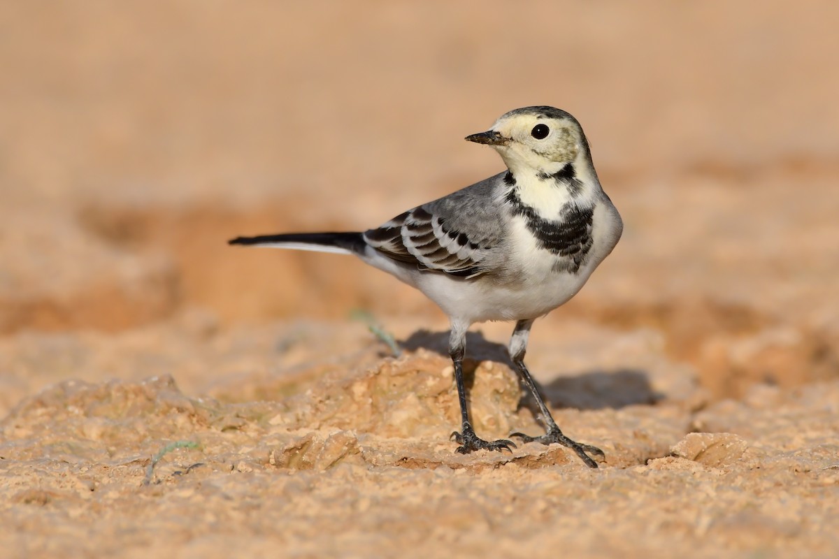 White Wagtail (White-faced) - ML610420290