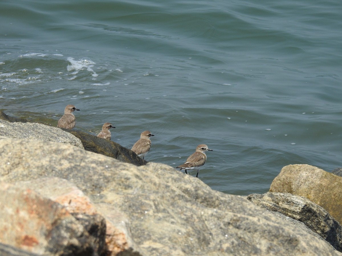 Tibetan Sand-Plover - ML610420354