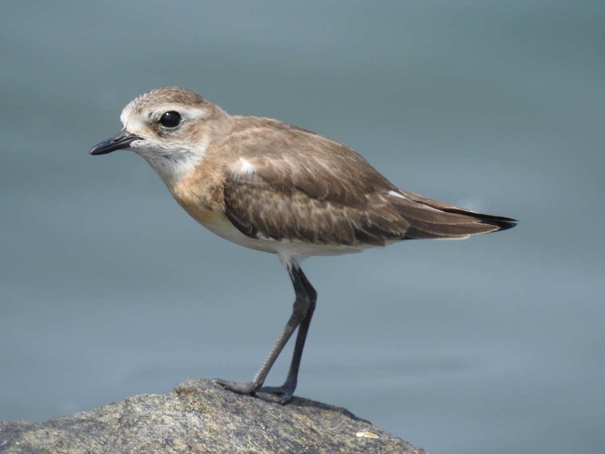 Tibetan Sand-Plover - ML610420356