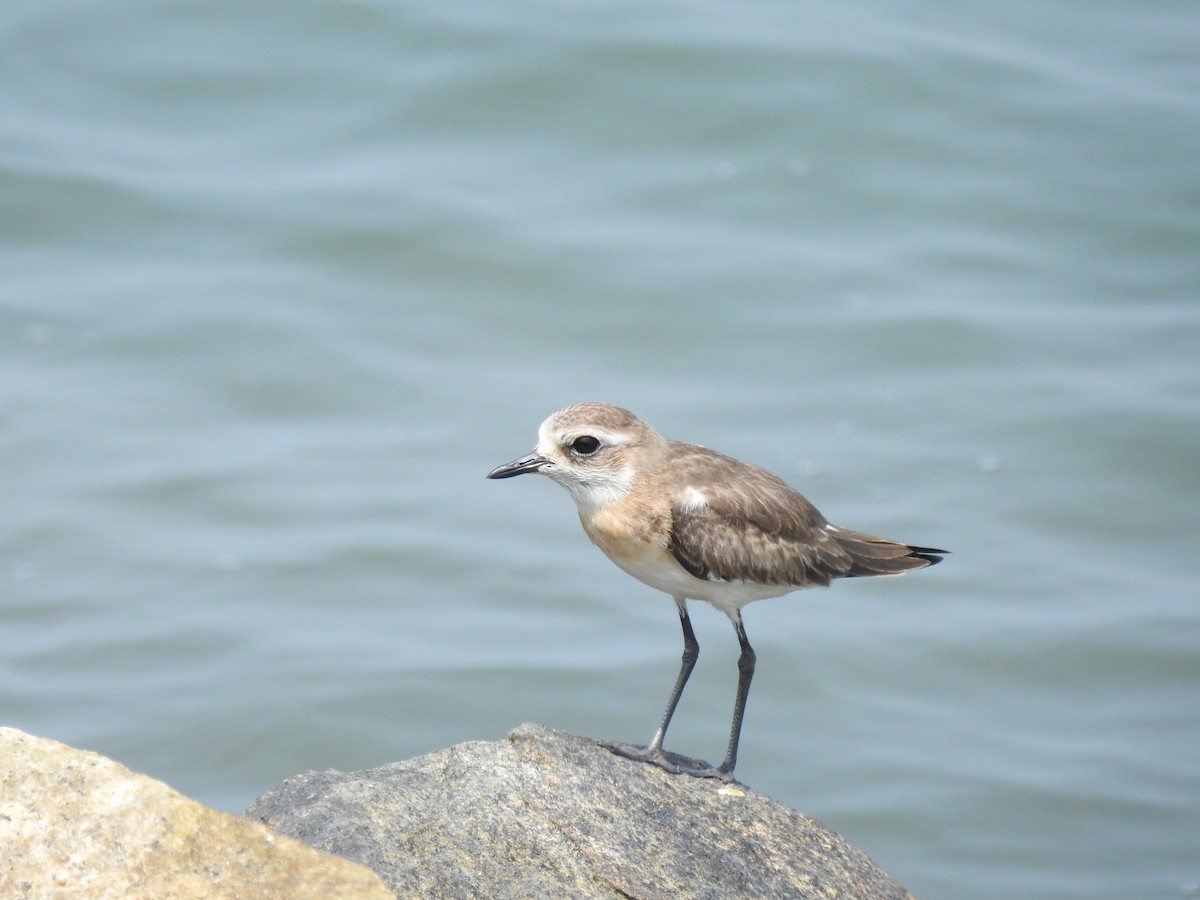 Tibetan Sand-Plover - ML610420357