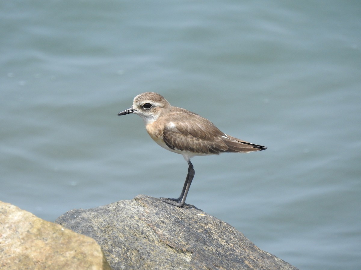 Tibetan Sand-Plover - ML610420358