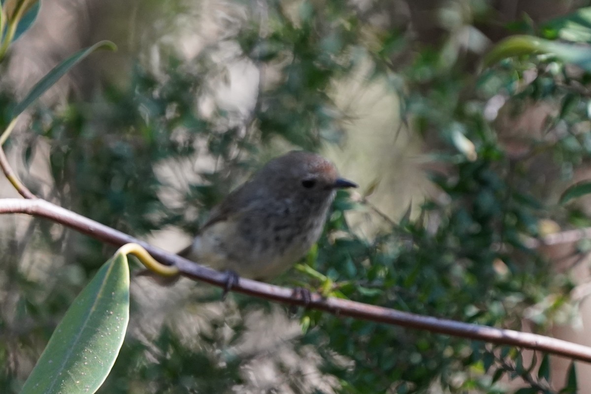 Brown Thornbill - ML610420367