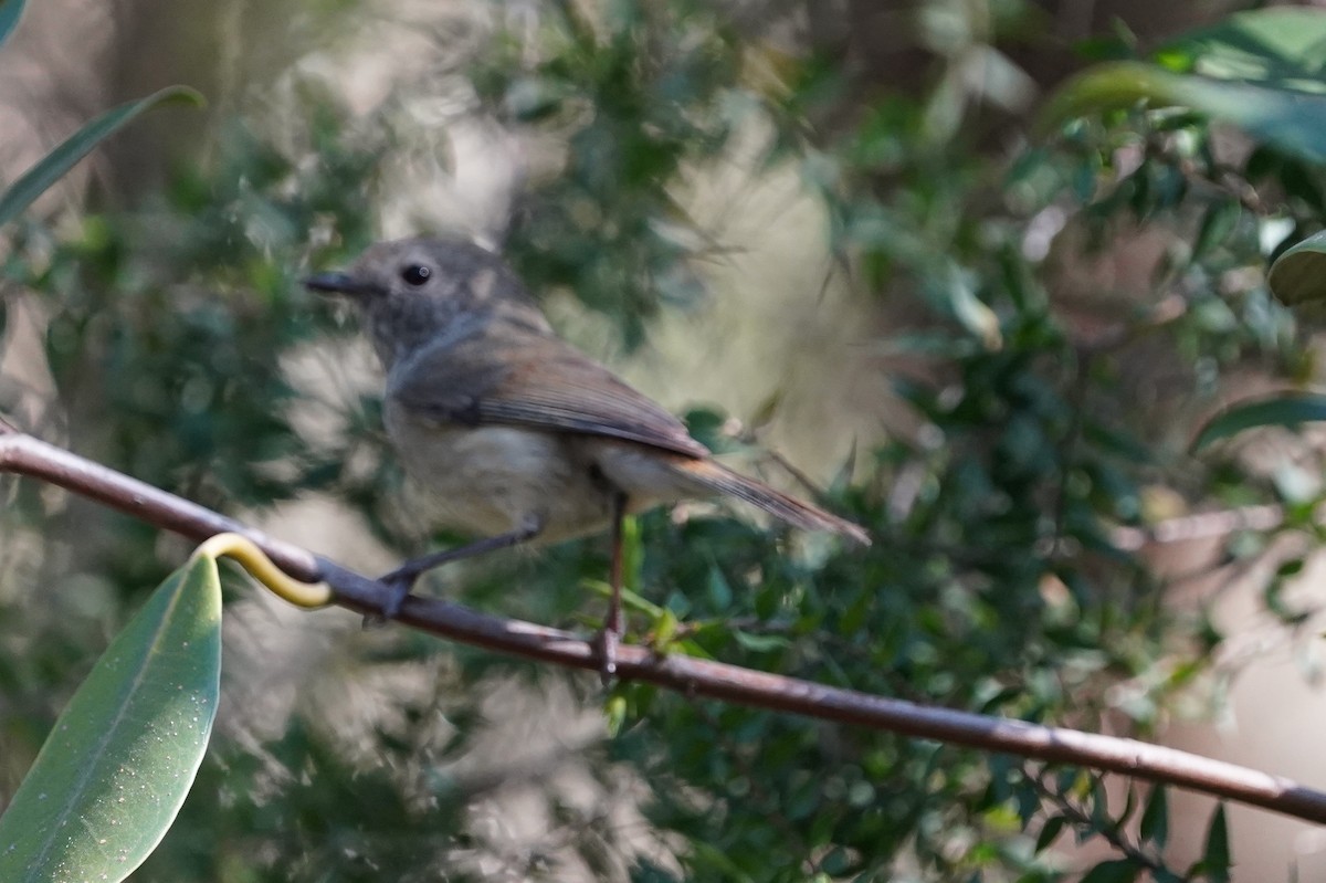 Brown Thornbill - Richard Maarschall