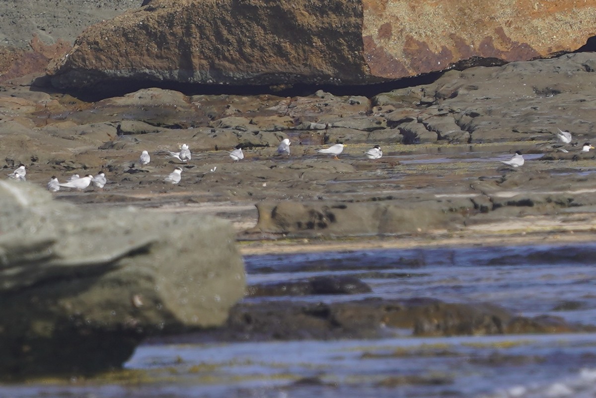 Little Tern - Richard Maarschall