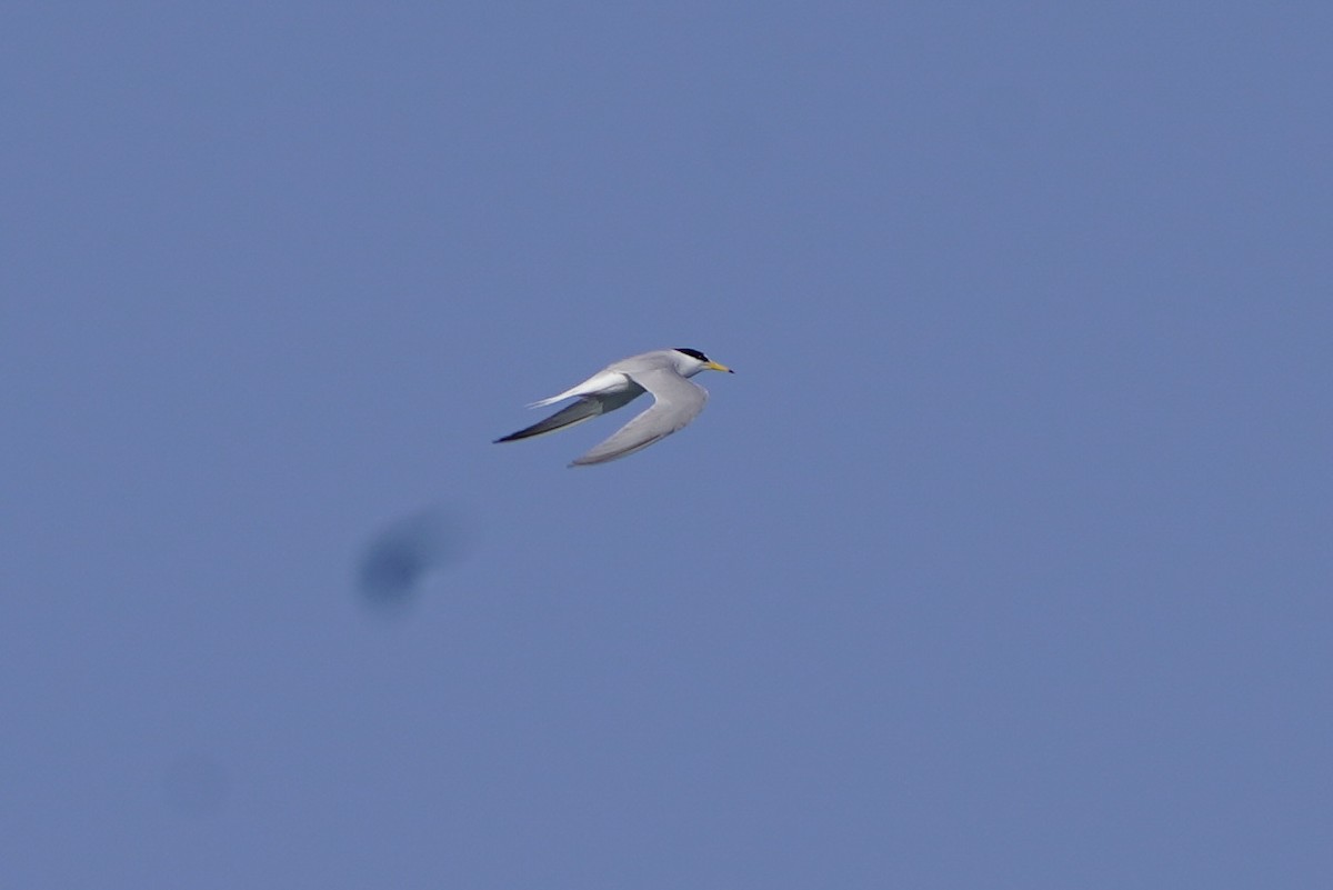 Little Tern - ML610420393