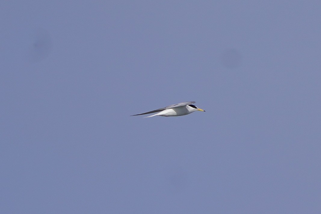 Little Tern - Richard Maarschall