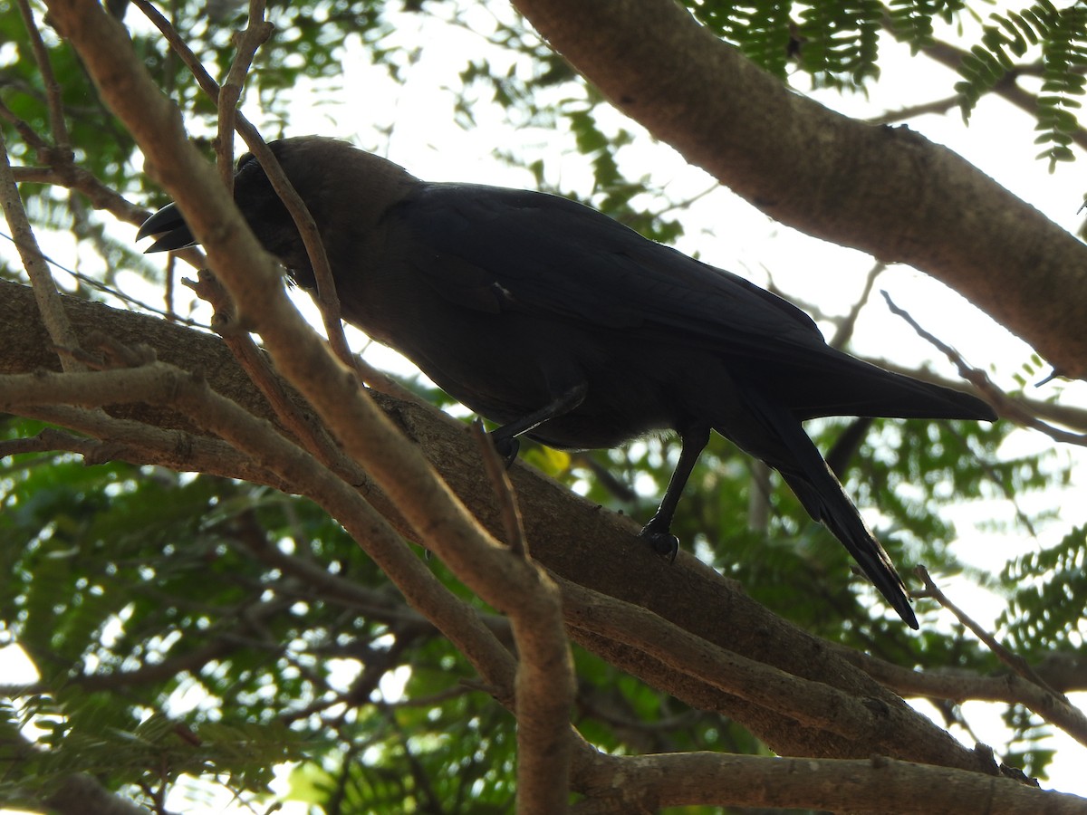 House Crow - Arulvelan Thillainayagam