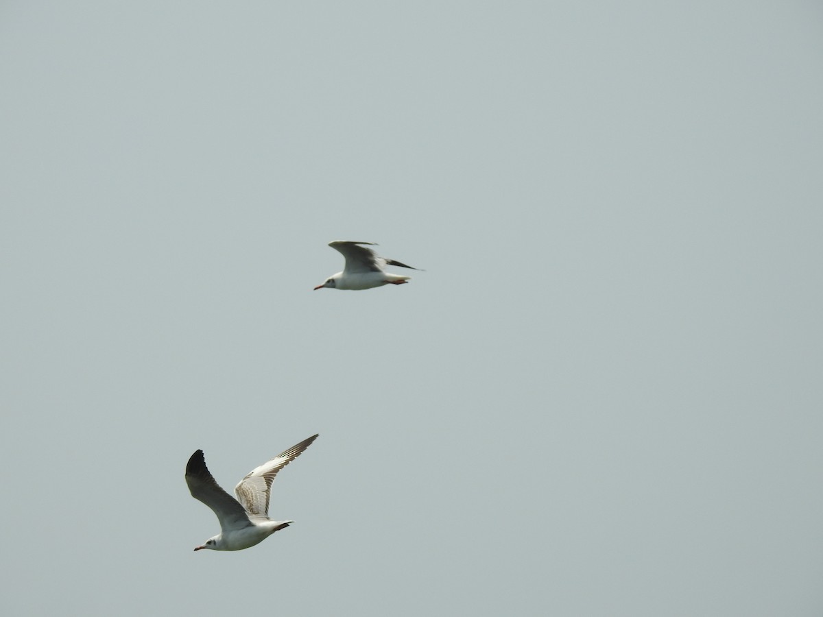 Brown-headed Gull - ML610420404