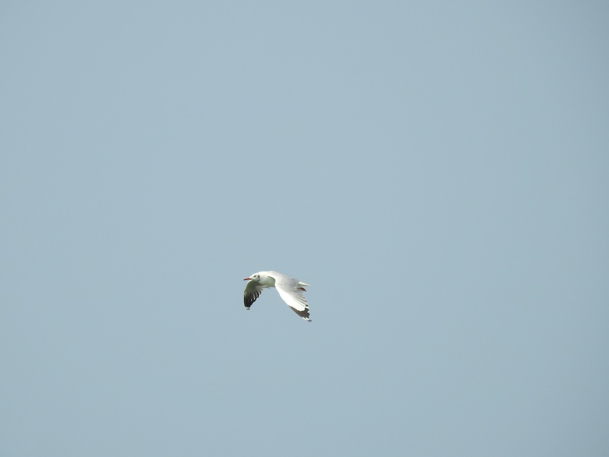 Brown-headed Gull - ML610420405