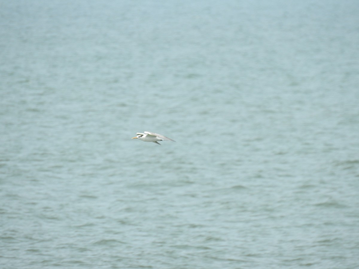 Lesser Crested Tern - ML610420410