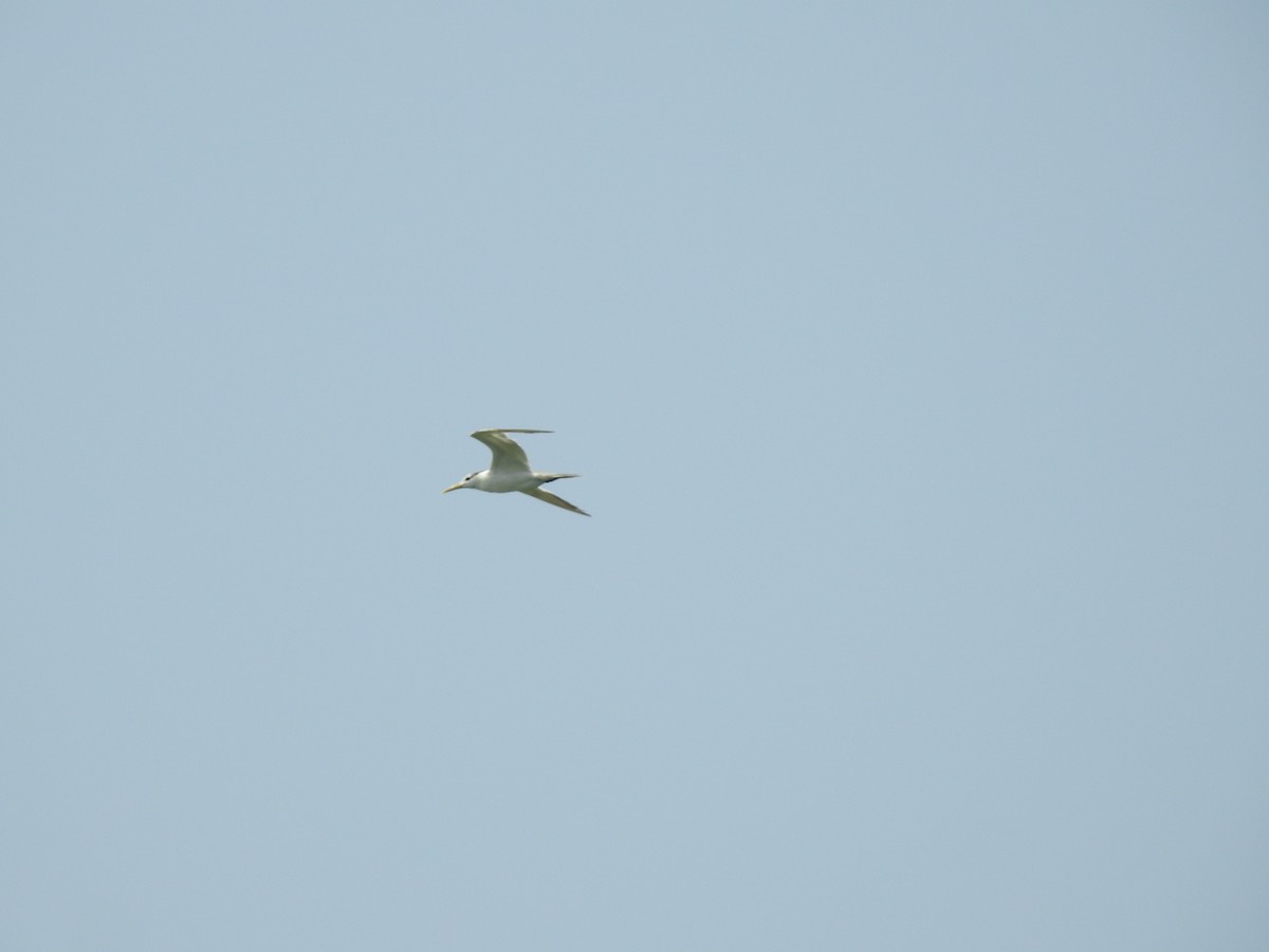 Great Crested Tern - ML610420417