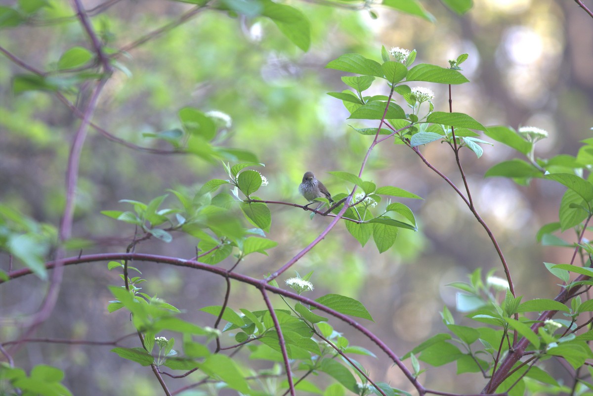 Brown Thornbill - ML610420452