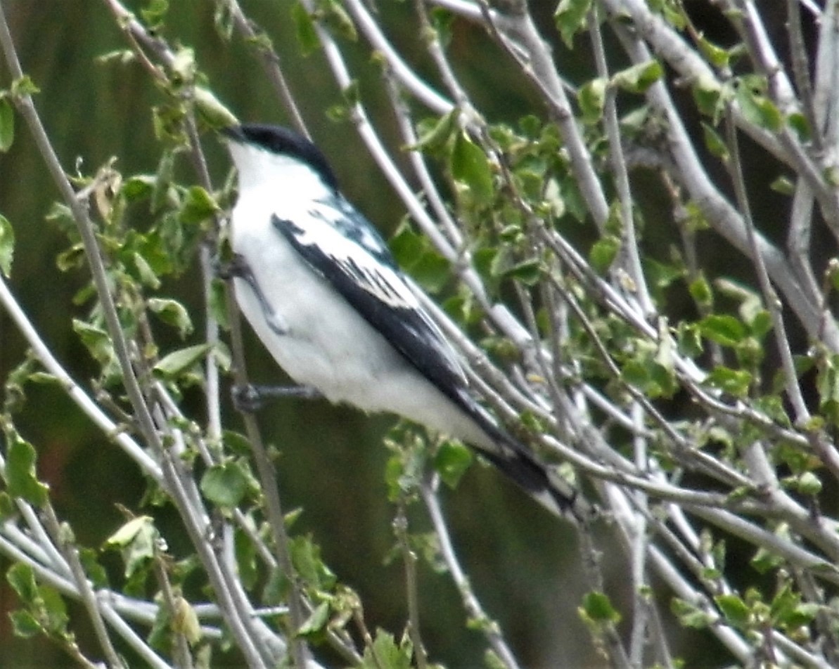 White-winged Triller - ML610420505