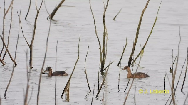 Little Grebe - ML610420554