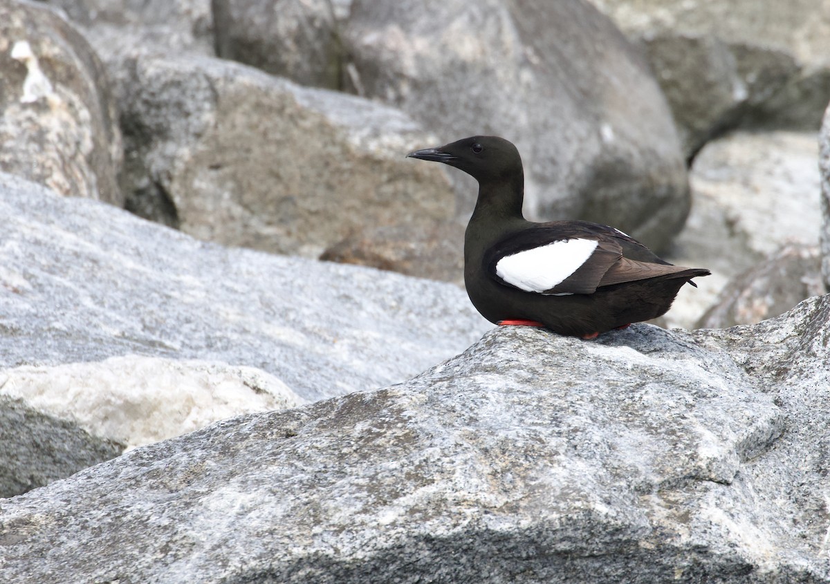 Black Guillemot - ML610420612