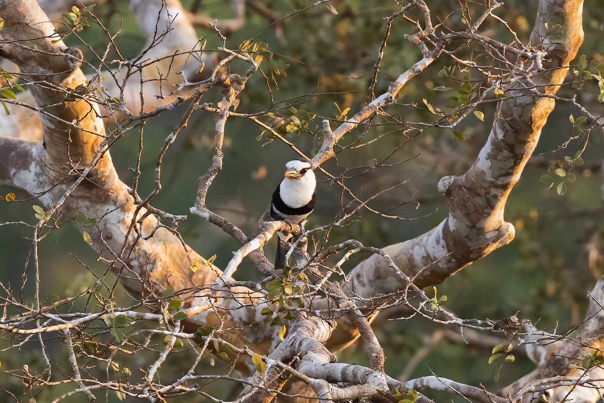 White-necked Puffbird - Nige Hartley