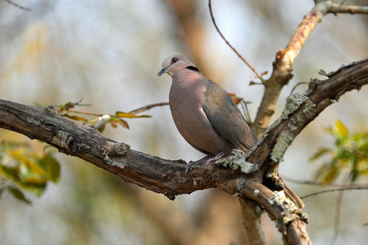 Red-eyed Dove - ML610420669