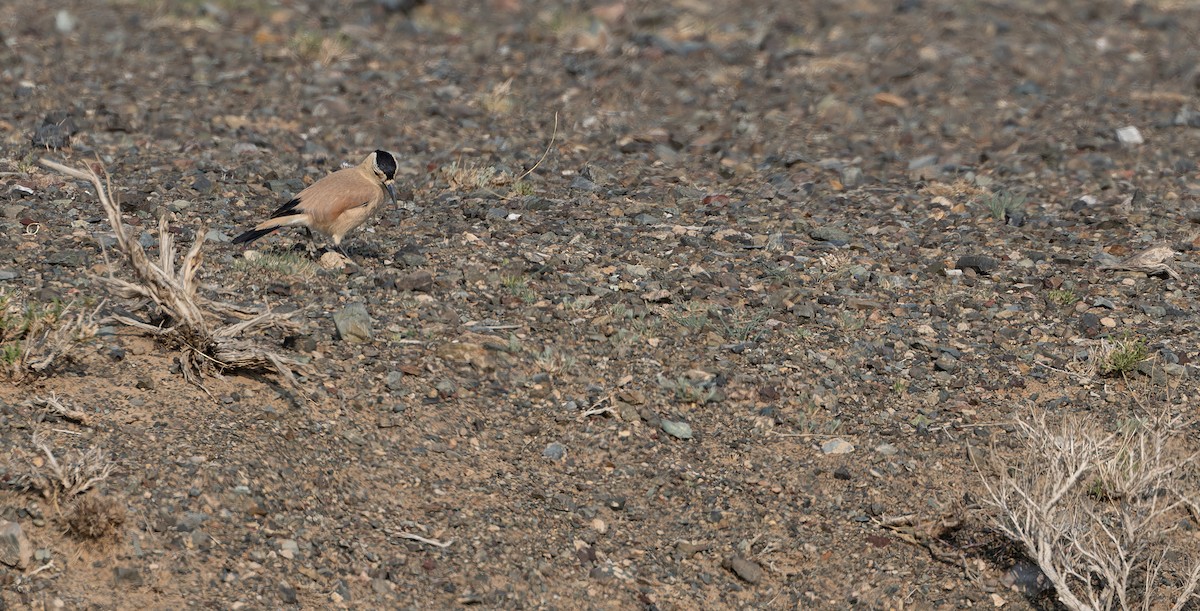 Mongolian Ground-Jay - ML610420704