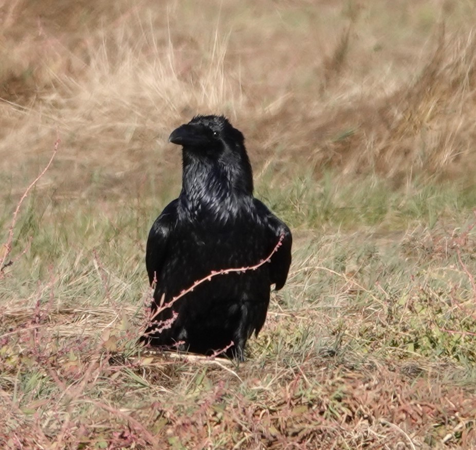 Common Raven - ML610420729