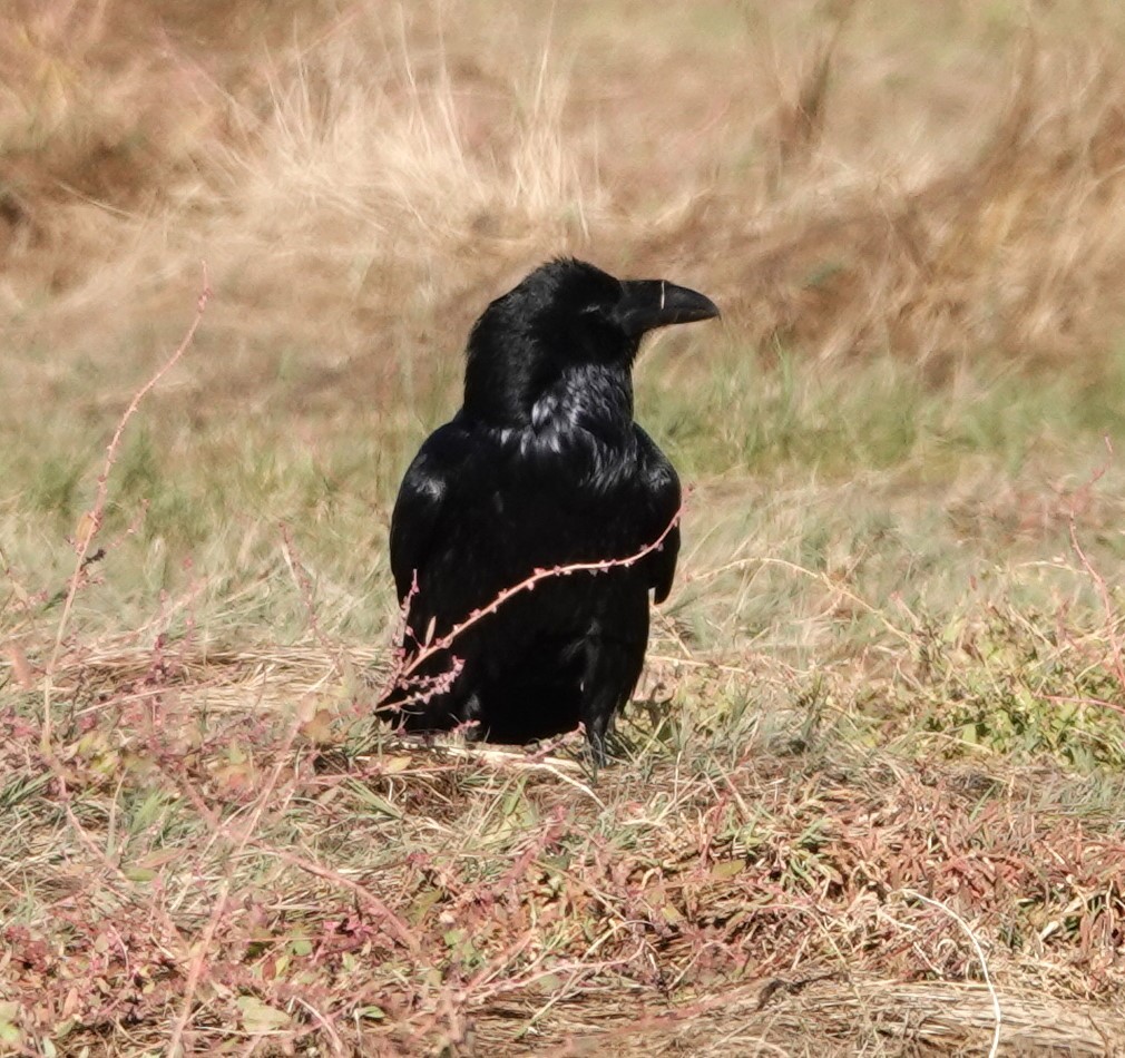 Common Raven - ML610420730