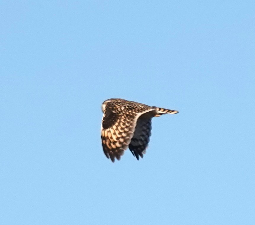 Short-eared Owl - ML610420764