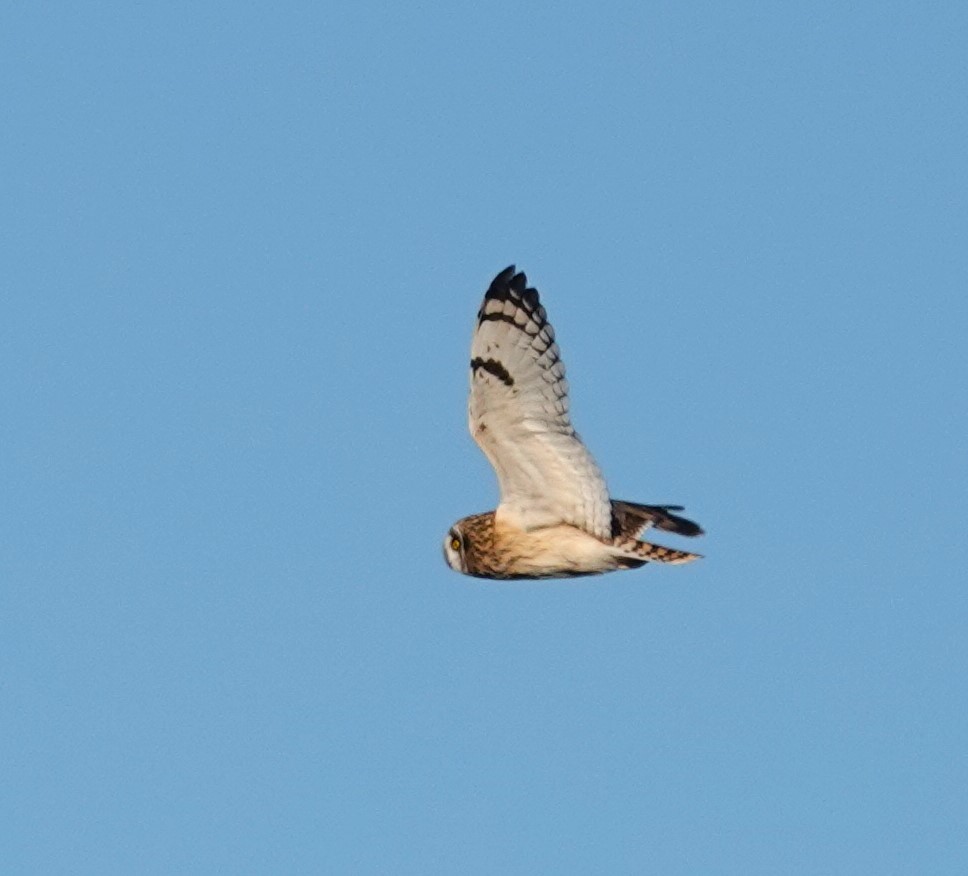 Short-eared Owl - ML610420766