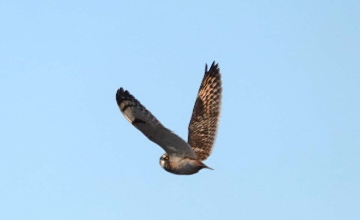 Short-eared Owl - ML610420767