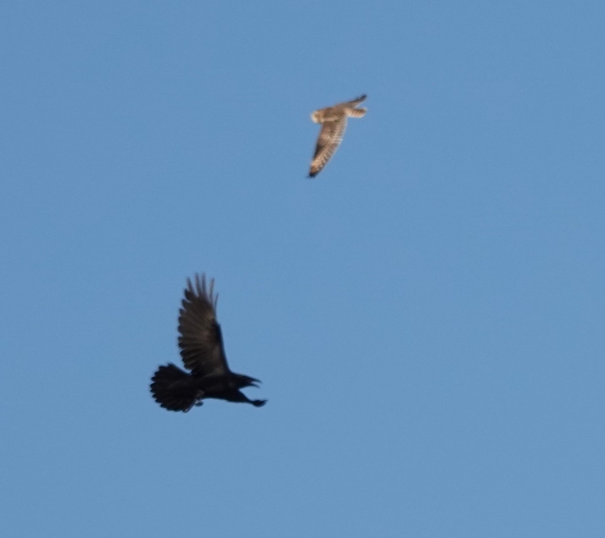 Short-eared Owl - ML610420771