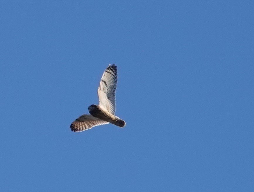 Short-eared Owl - ML610420774