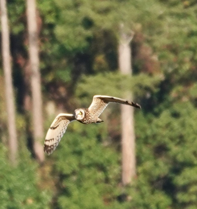 Short-eared Owl - ML610420781