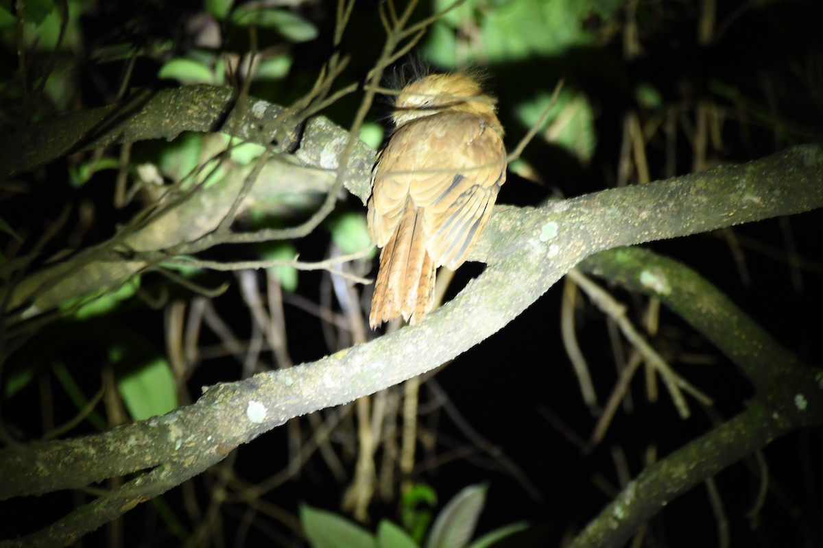 Hodgson's Frogmouth - ML610420782