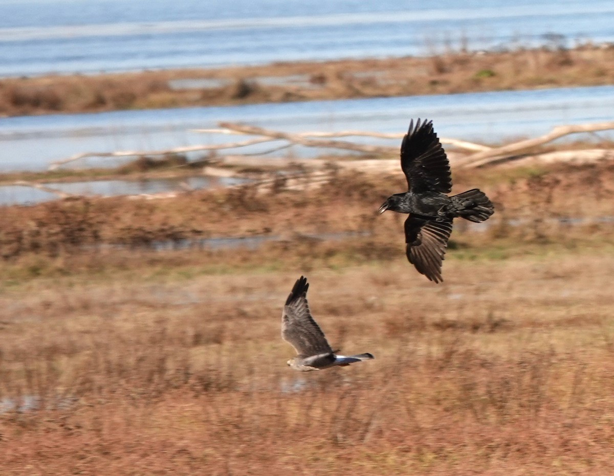 Common Raven - ML610420800