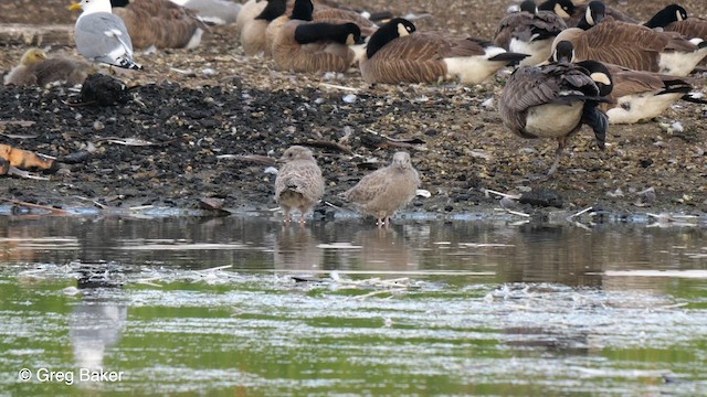 Short-billed Gull - ML610420808