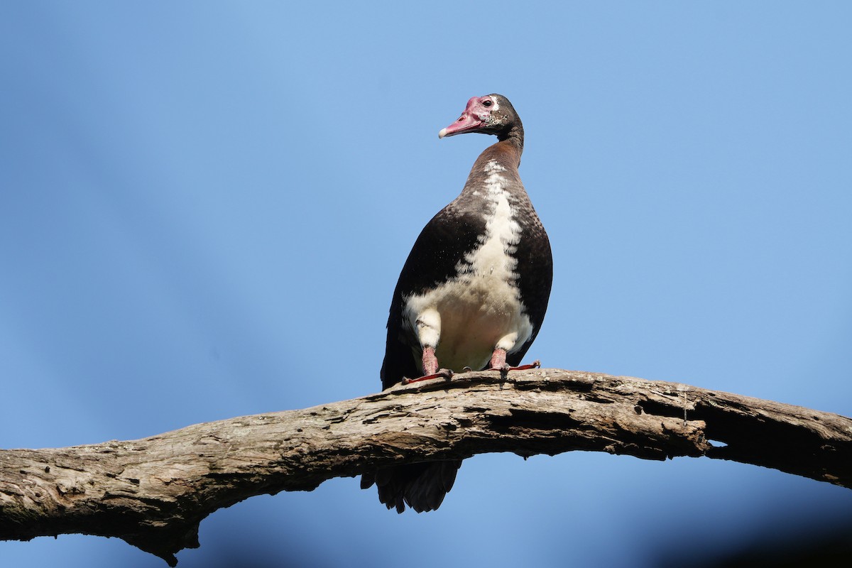 Spur-winged Goose - ML610420882