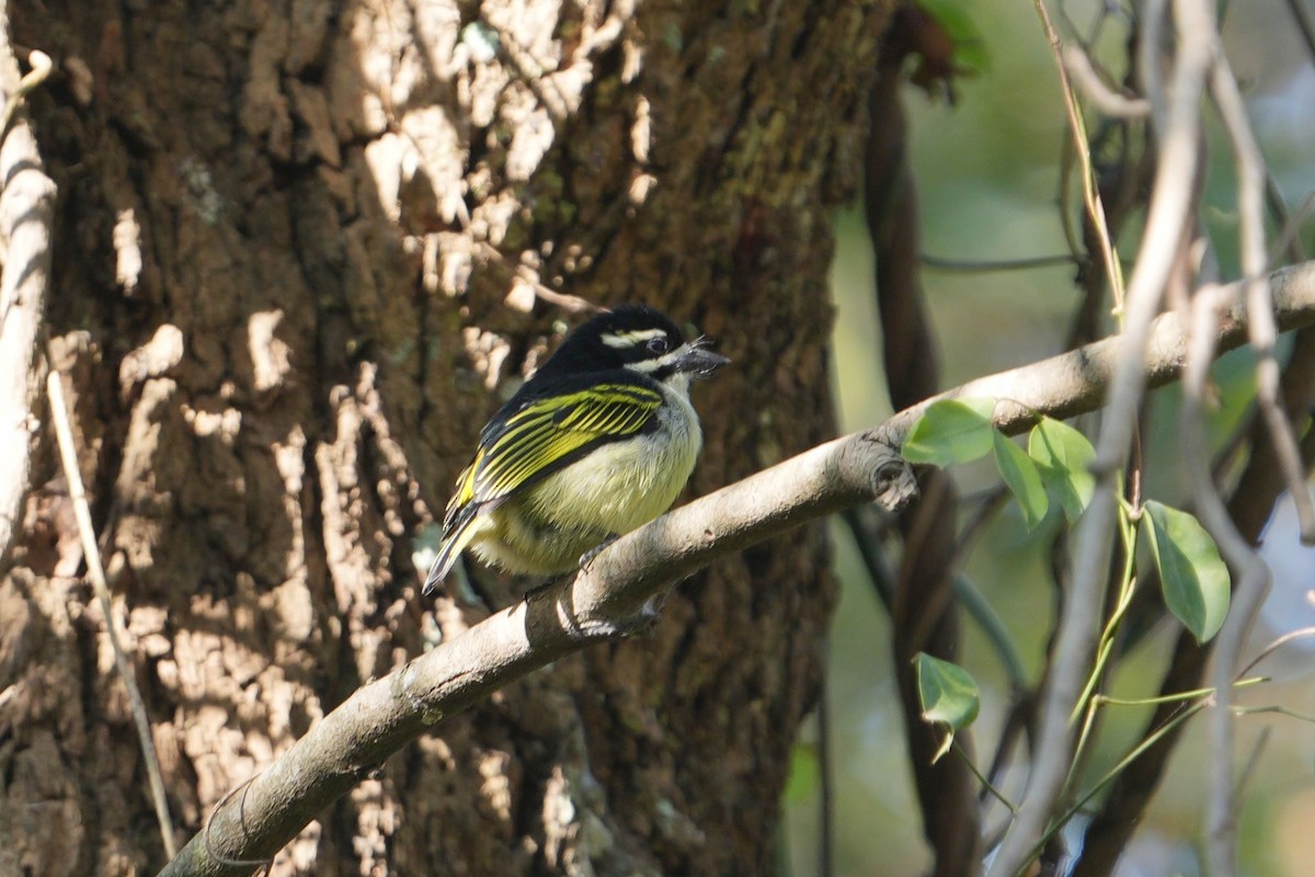 Yellow-rumped Tinkerbird - Dave Rimmer (Kingdom Birding Tours)