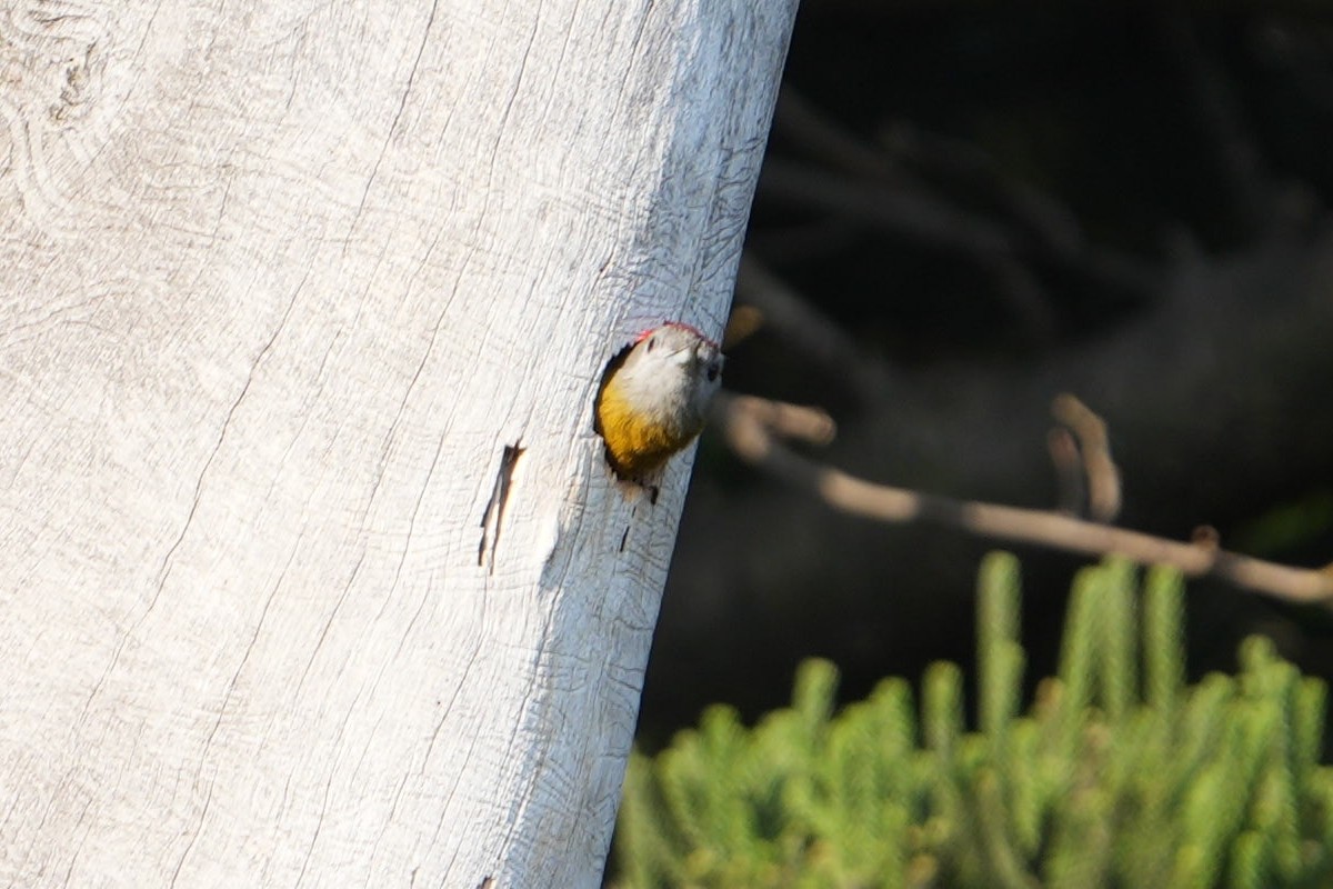 Olive Woodpecker - ML610420890