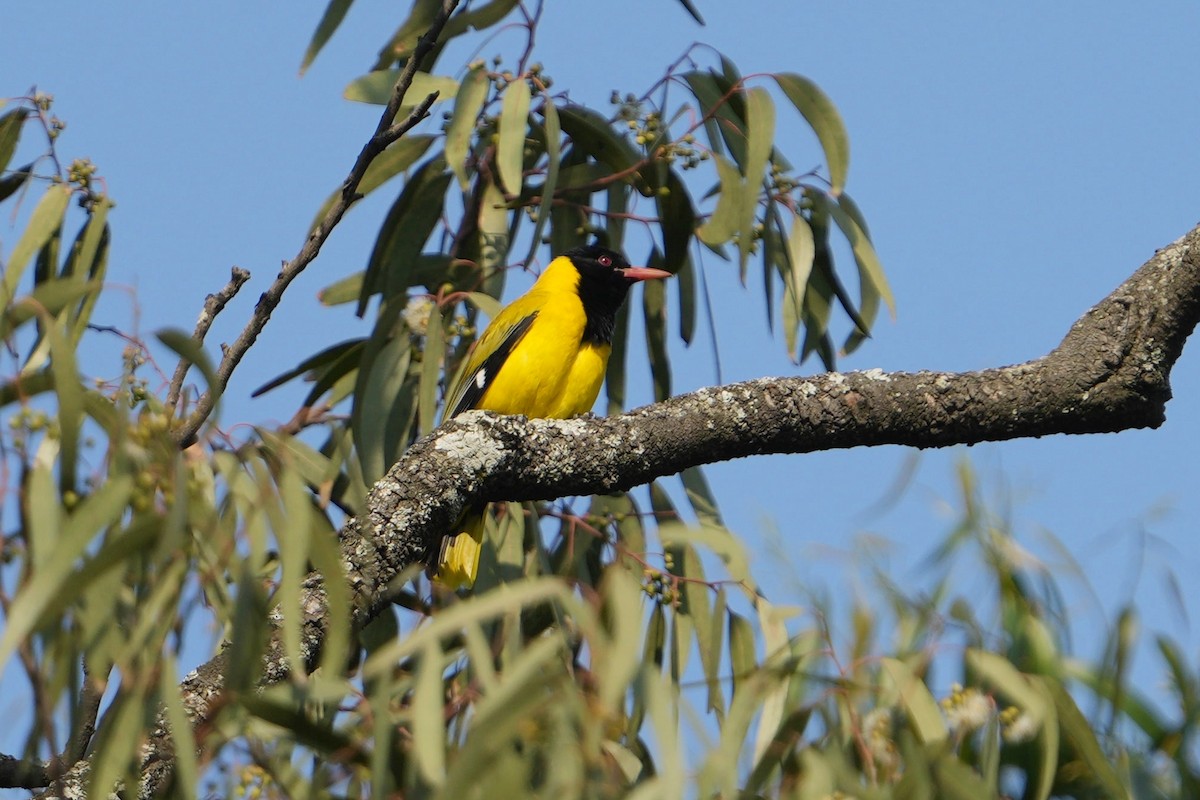 African Black-headed Oriole - ML610420893